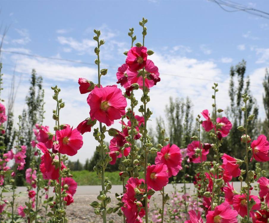 四川蜀葵種子批發(fā) 四川蜀葵種子批發(fā)